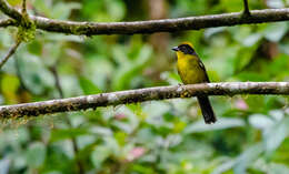 Image of <i>Atlapetes tricolor crassus</i>