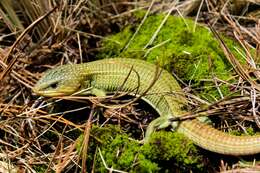 Image of Alligator lizards