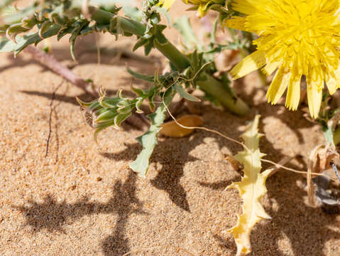 Imagem de Launaea mucronata subsp. cassiniana (Jaub. & Spach) N. Kilian