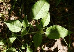 Imagem de Physalis pubescens L.