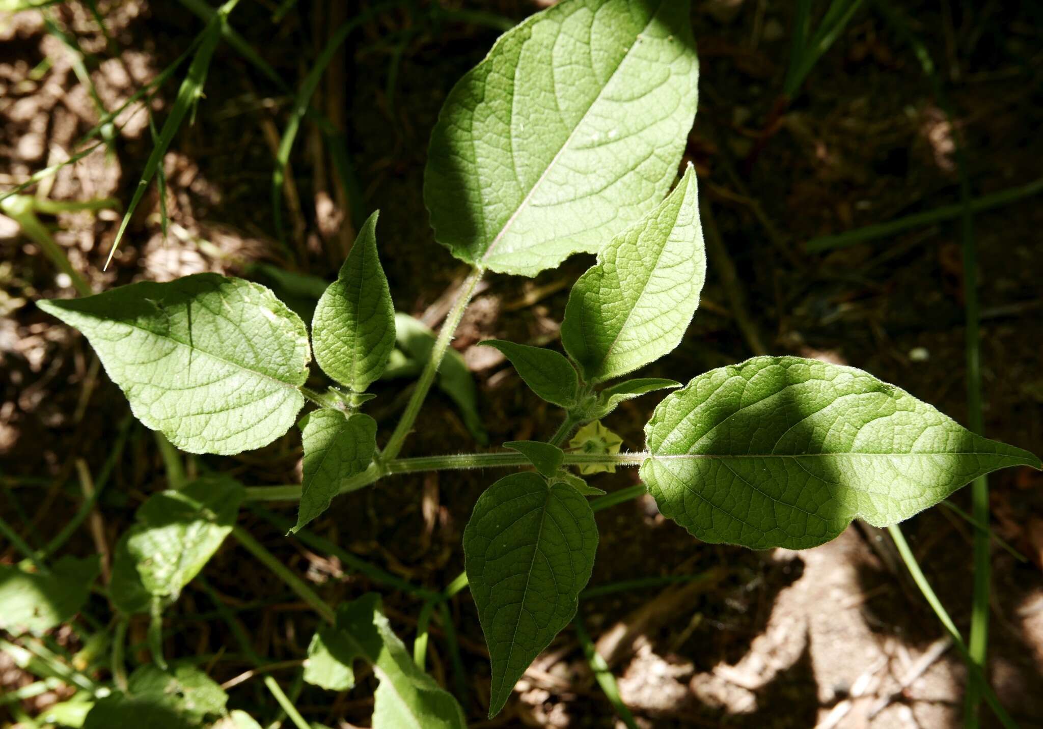 Imagem de Physalis pubescens L.