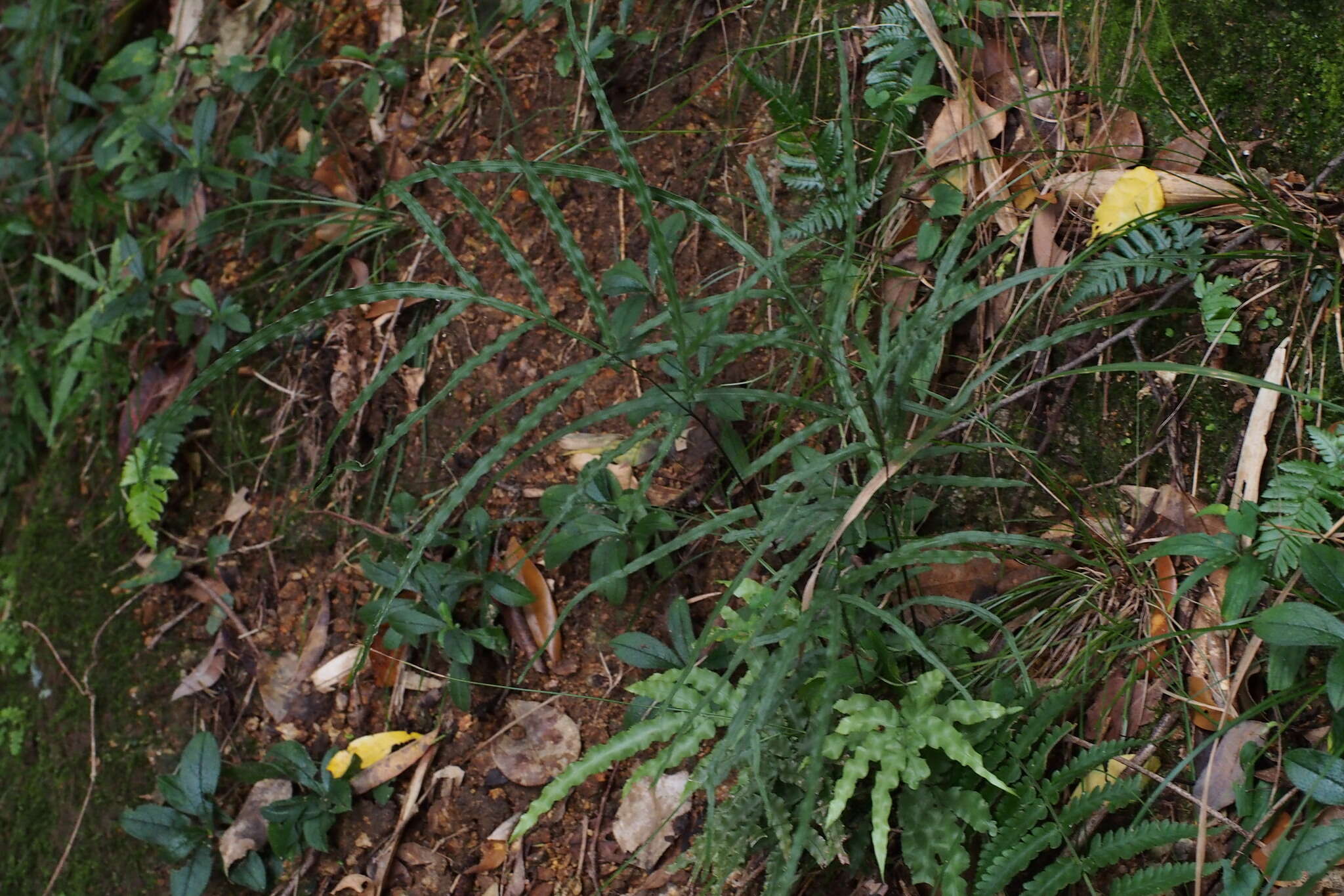 Imagem de Pteris cretica L.