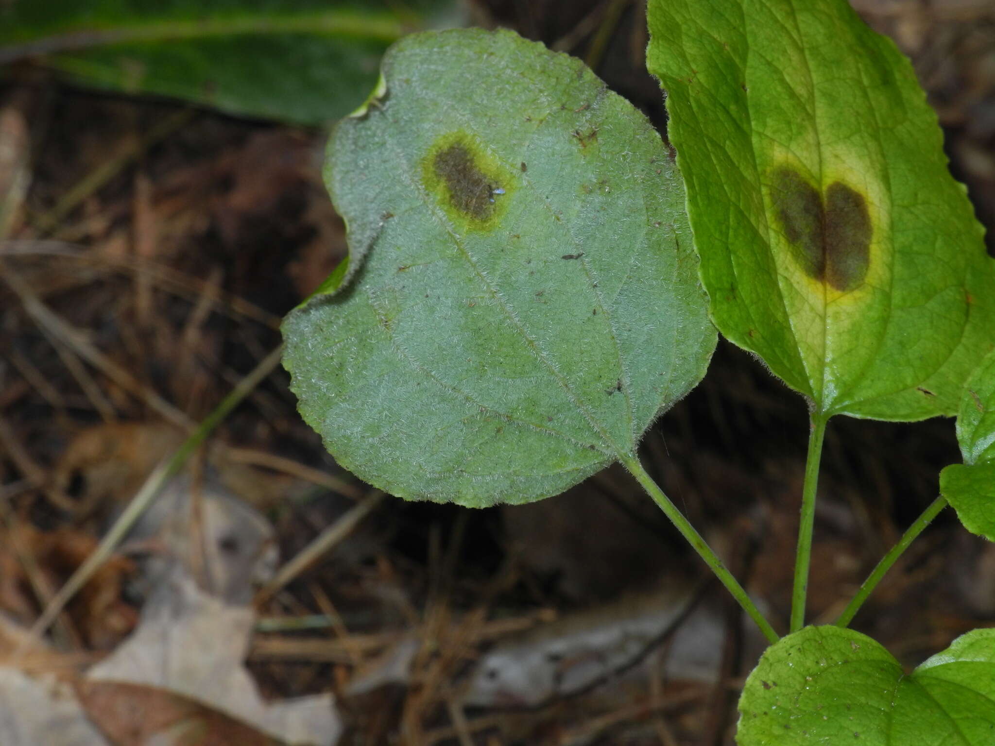 Image of Huger's carrionflower