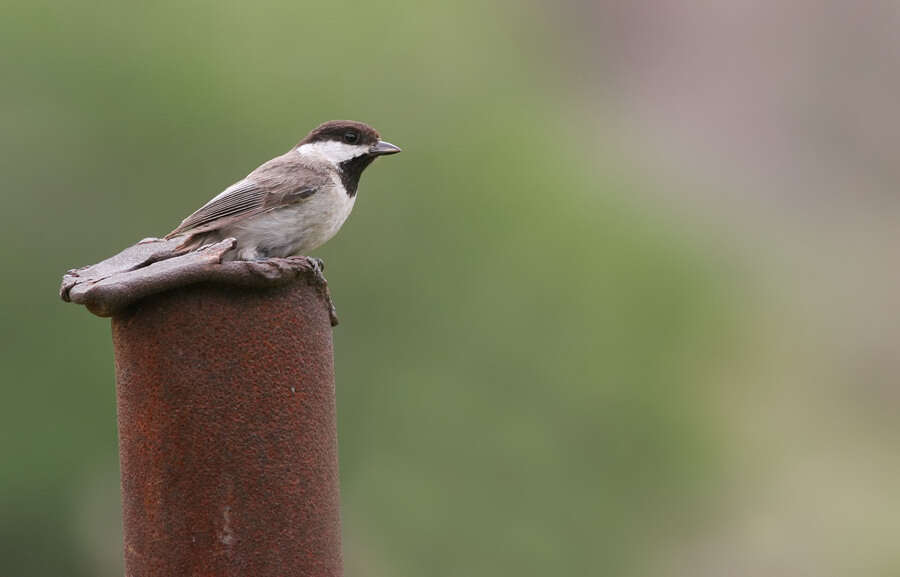 Image of Sombre Tit