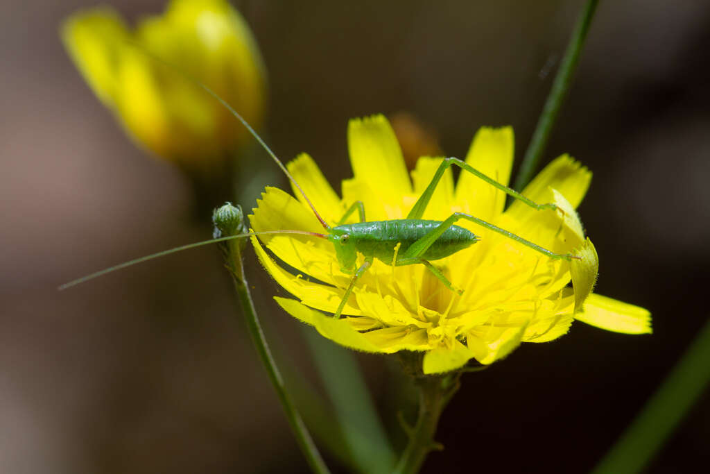 Plancia ëd Calliphona