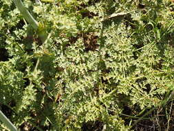 Image of Thapsia foetida L.