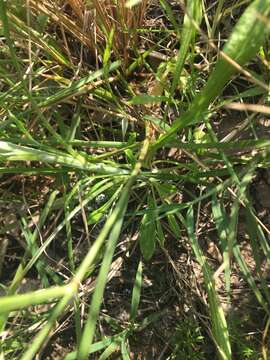 Image of tropical creeping cudweed