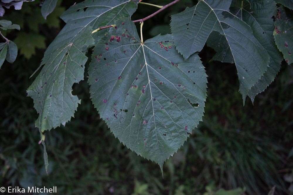 Image of Contarinia verrucicola (Osten Sacken 1875)