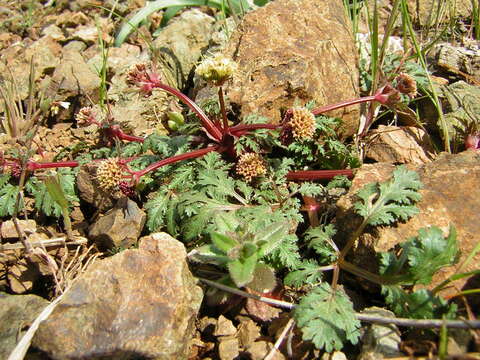 Imagem de Sanicula saxatilis Greene