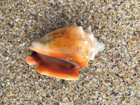 Image of West Indian fighting conch