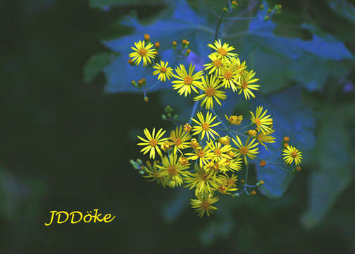 Image of Munnozia hastifolia (Poepp. & Endl.) H. Rob. & Brettell