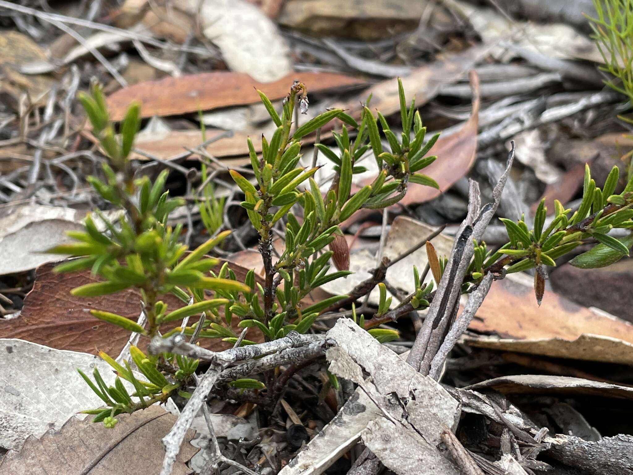 Image of Acacia bynoeana Benth.