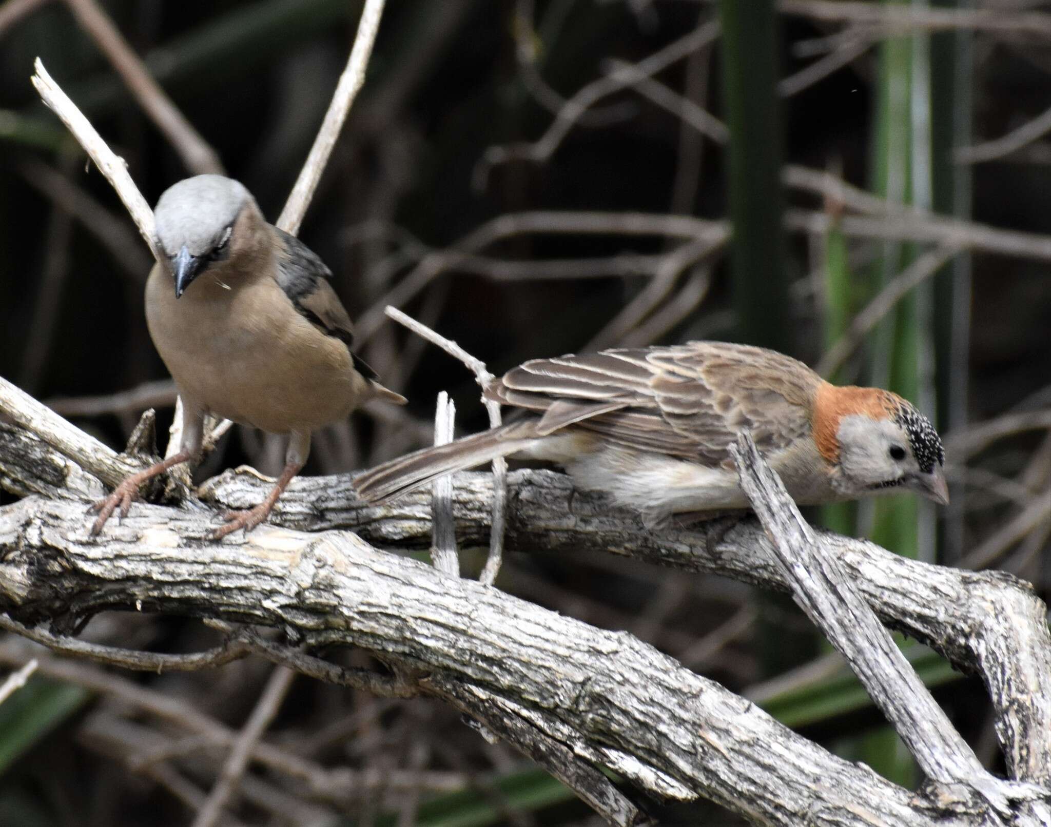 Image de Sporopipes Cabanis 1847