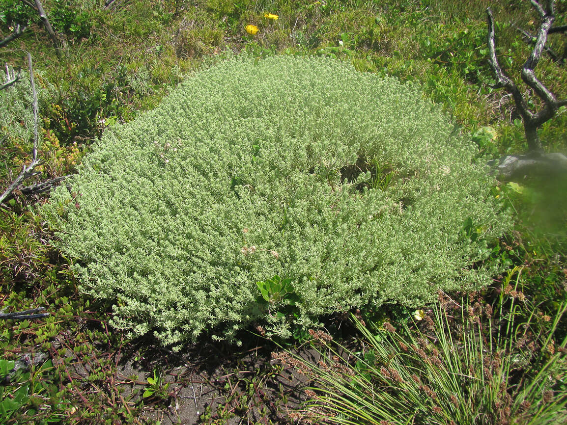 Image of Helichrysum asperum var. comosum (Sch. Bip.) Hilliard