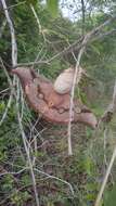 Image of Tasar Silk Moth