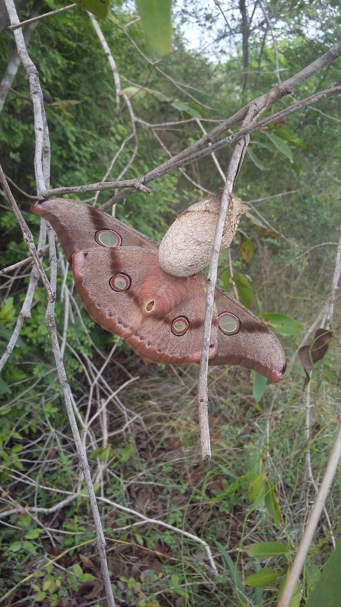 Image of Tasar Silkmoth