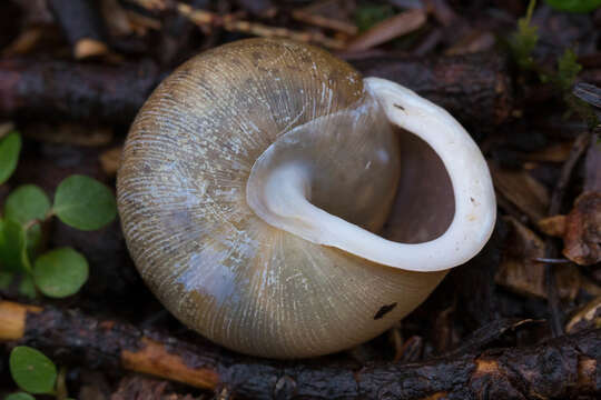 Image of <i>Neohelix albolabris</i>