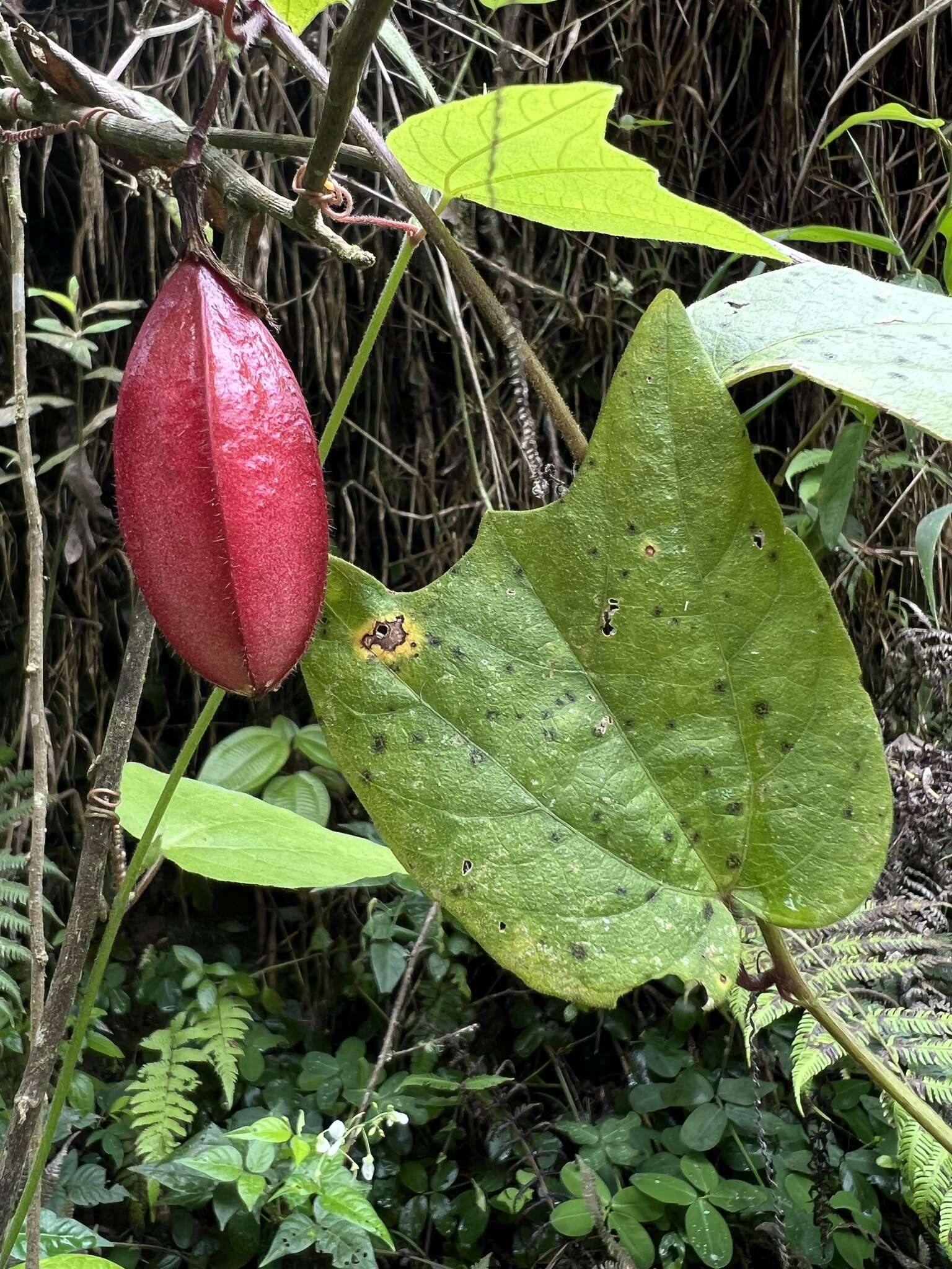 Image de Passiflora cisnana Harms