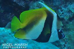 Image of Bannerfish