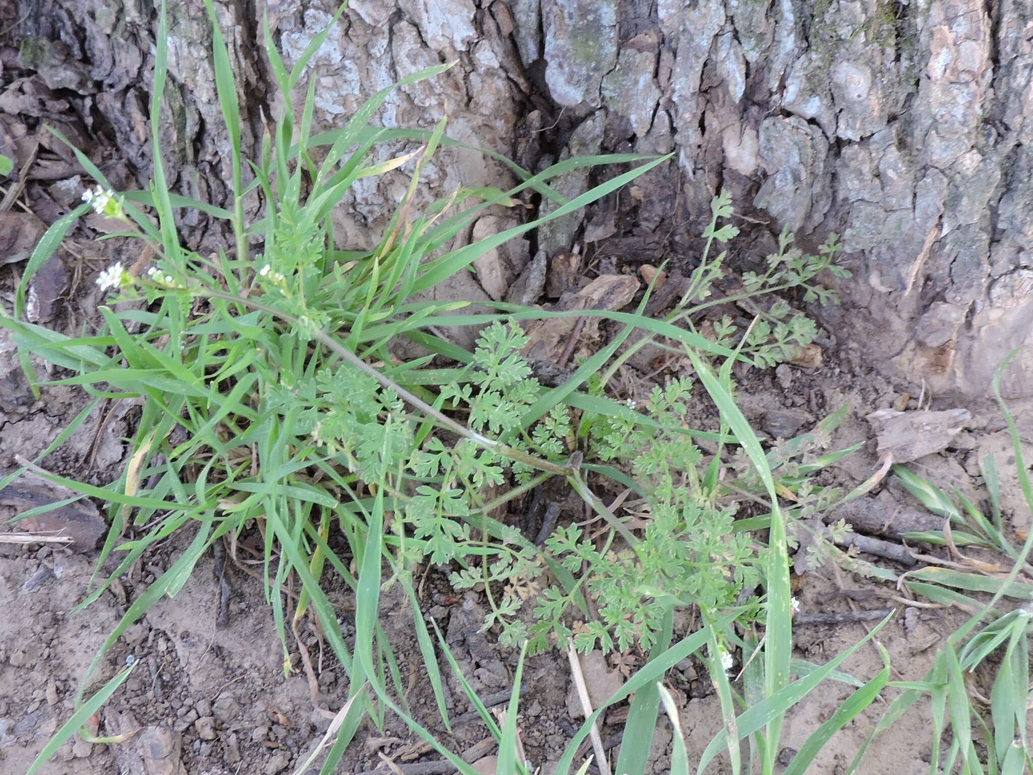 Image of hairyfruit chervil