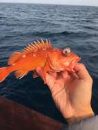 Image of Starry rockfish