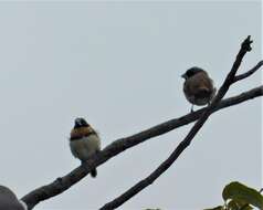 Image of Chestnut-breasted Mannikin