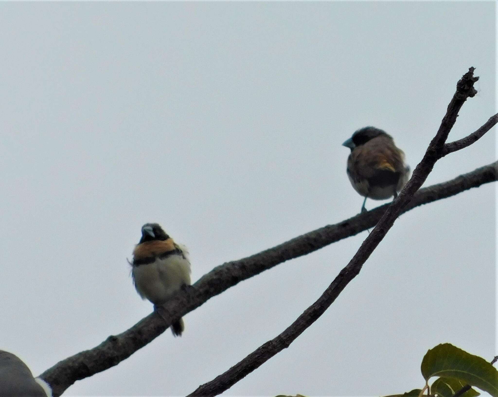 Image of Chestnut-breasted Mannikin