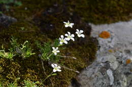 Image of Sabulina kryloviana (Schischk.) Dillenb. & Kadereit