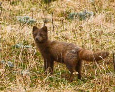 Image of Vulpes lagopus pribilofensis Merriam 1902