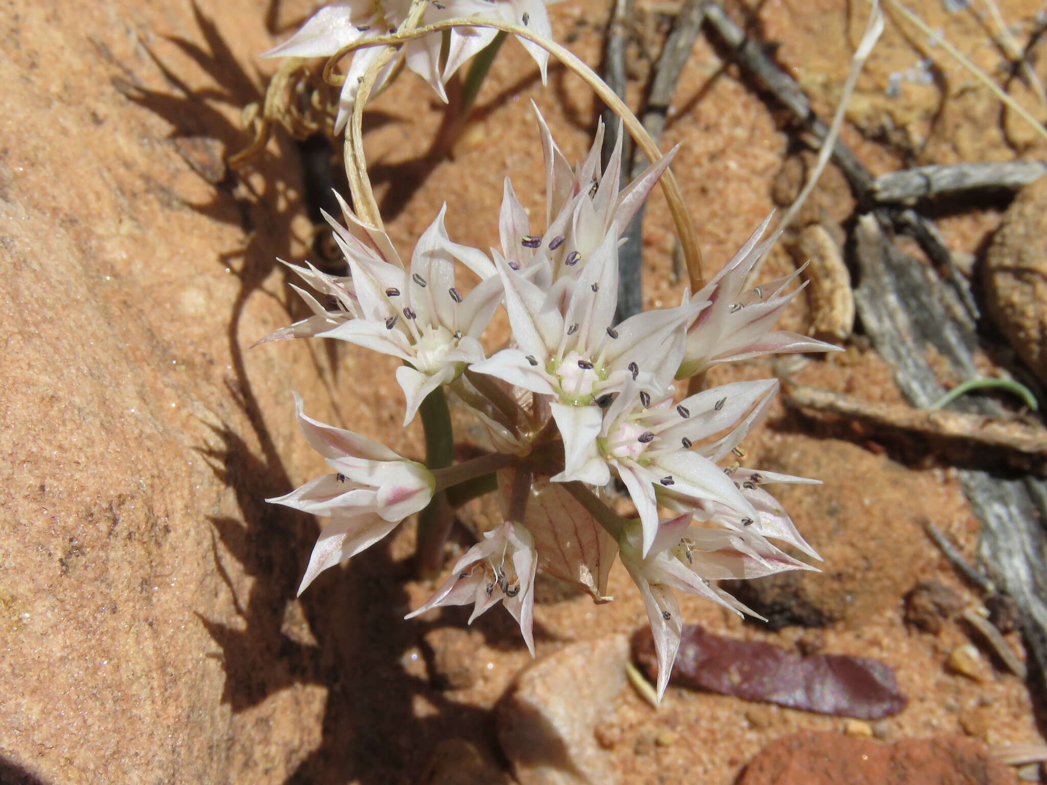 Image of Nevada onion