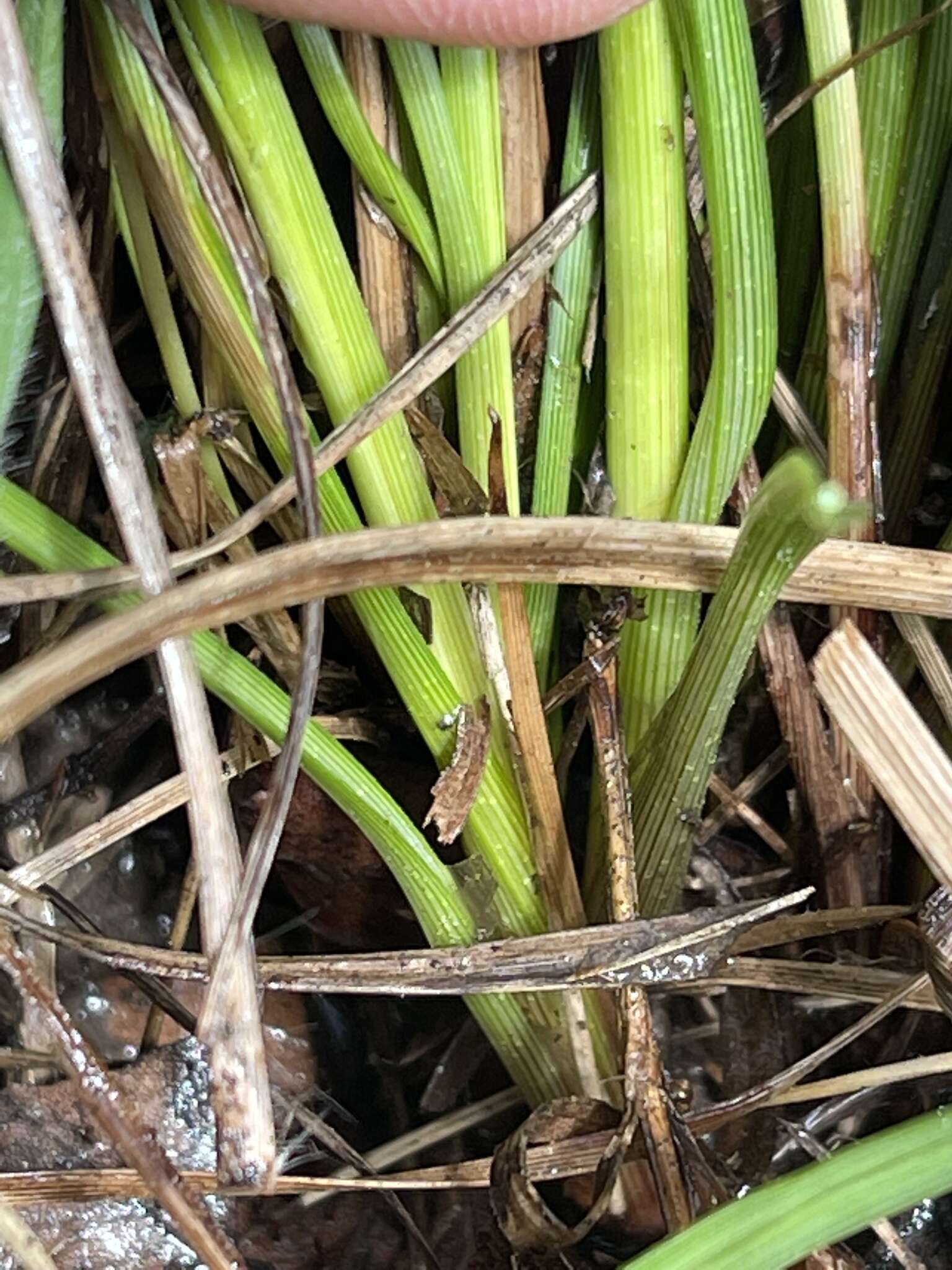 Image of Bent-Awn Flat Sedge