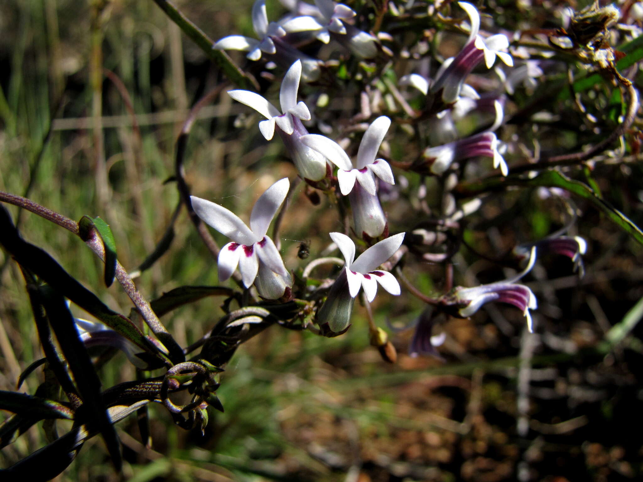 Image of Cyphia sylvatica Eckl. & Zeyh.