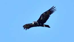 Image of Wedge-tailed Eagle