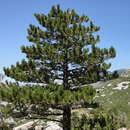 Image of Pinus nigra subsp. dalmatica (Vis.) Franco