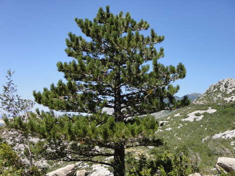 Image of Pinus nigra subsp. dalmatica (Vis.) Franco