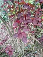 Image of Mexican shrubby spurge