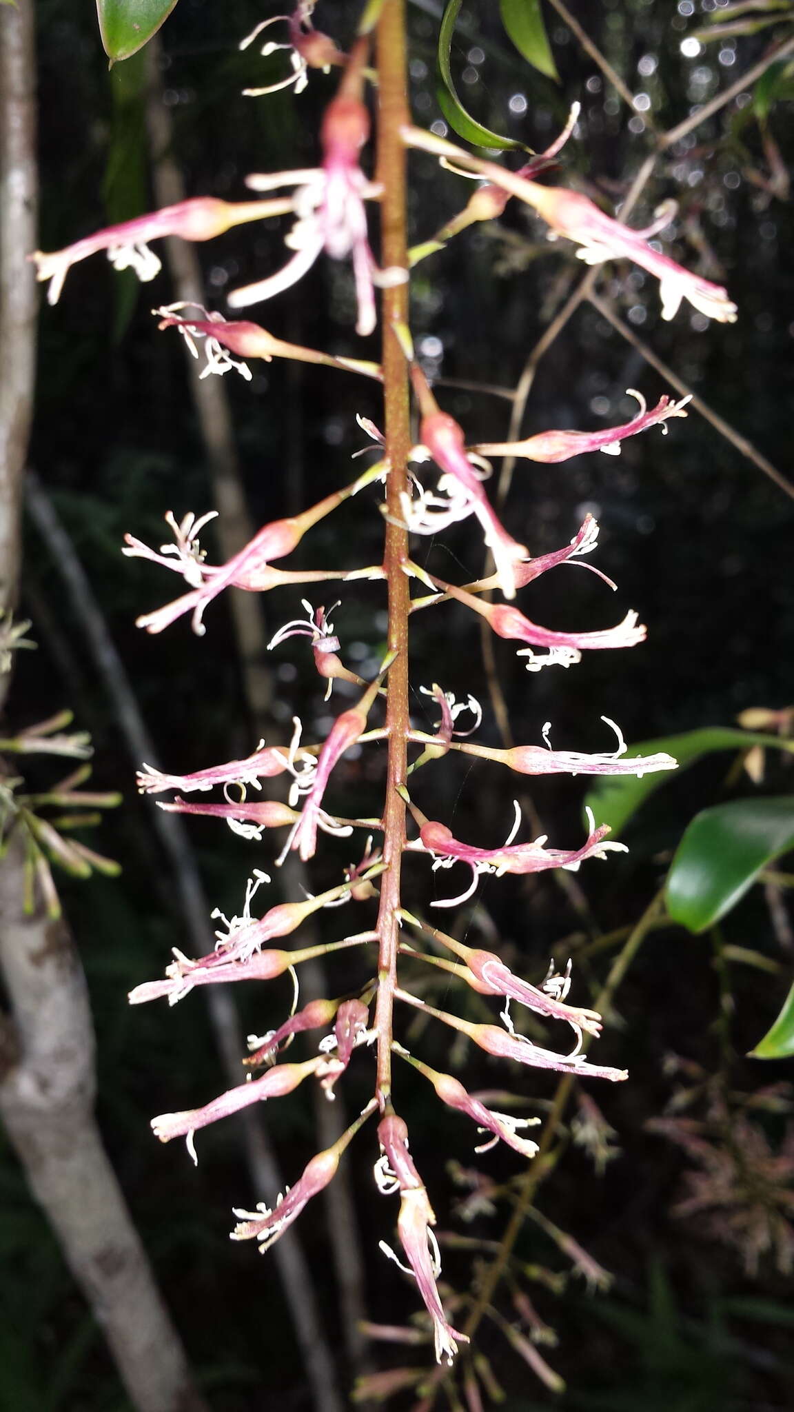 Слика од Dracaena reflexa Lam.