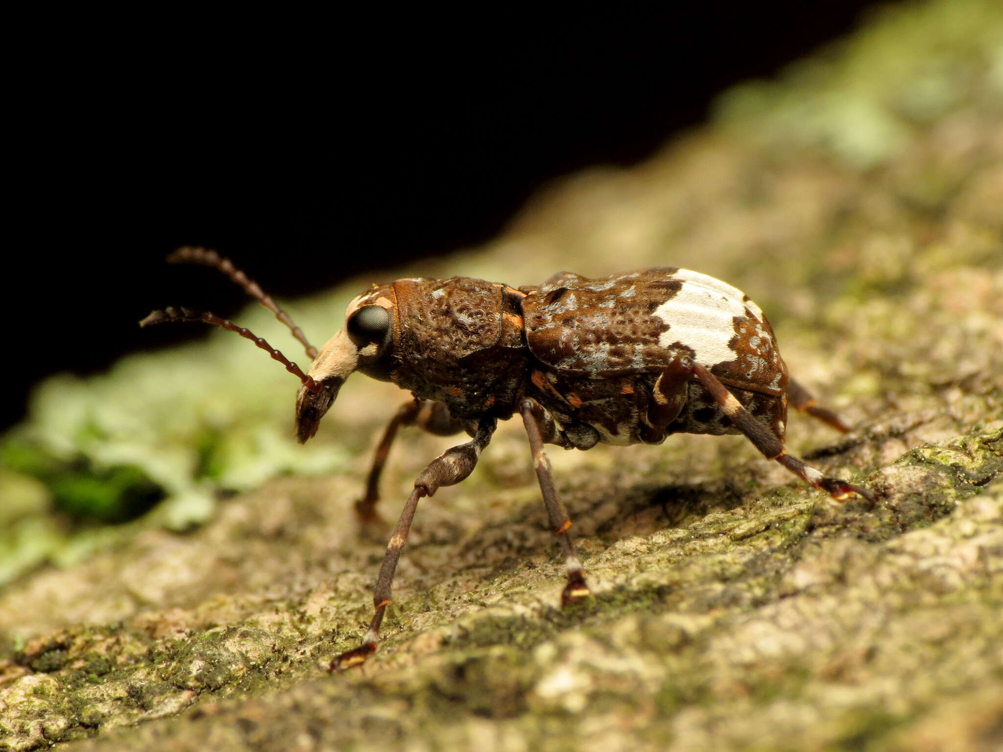 صورة Eurymycter fasciatus (Olivier 1795)