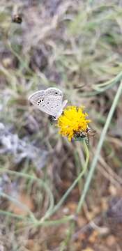 Imagem de Thelesperma megapotamicum (Spreng.) Herter