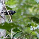 Image of Black Monarch