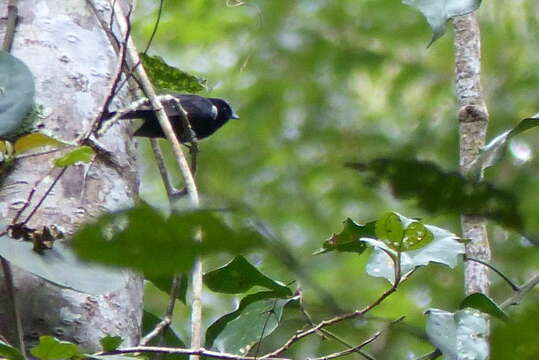 Image of Black Monarch