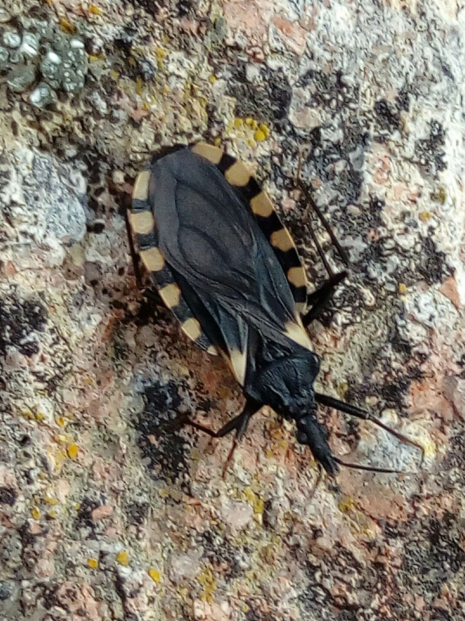 Image of Triatoma patagonica Del Ponte 1929