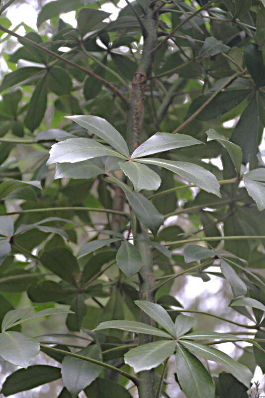 Image of Pseudopanax lessonii (DC.) K. Koch