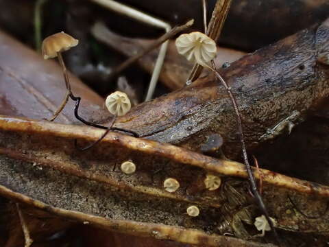 Sivun Cryptomarasmius corbariensis (Roum.) T. S. Jenkinson & Desjardin 2014 kuva