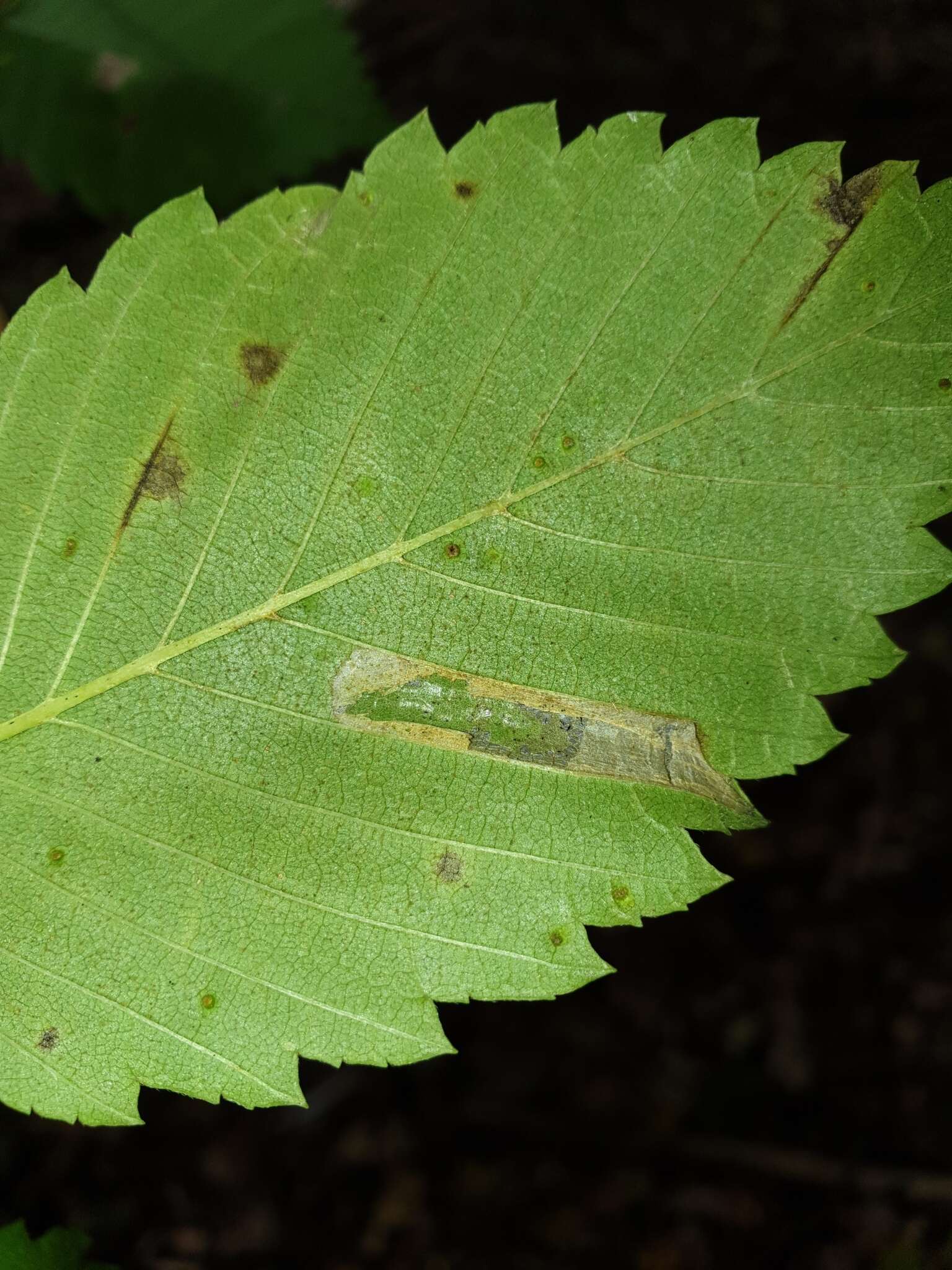 Image of Phyllonorycter argentinotella (Clemens 1859)