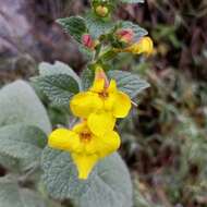 Imagem de Lindenbergia grandiflora (Buch.-Ham. ex D. Don) Benth.