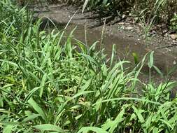 Image of Digitaria henryi Rendle