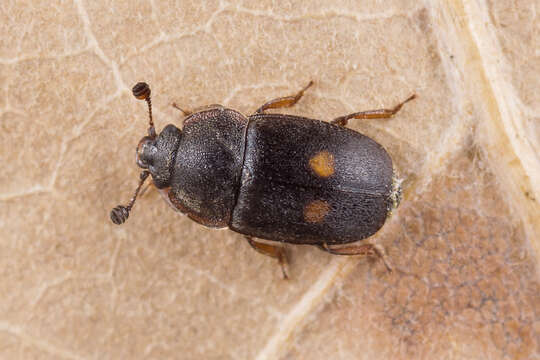 Imagem de Nitidula bipunctata (Linnaeus 1758)