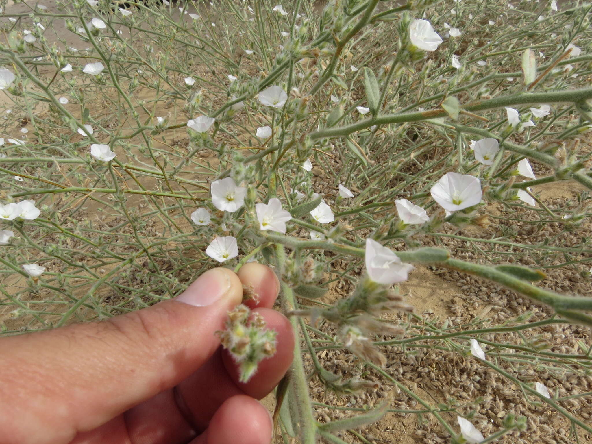 Imagem de Convolvulus prostratus Forsk.