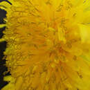 Image of Taraxacum aequilobum Dahlst.